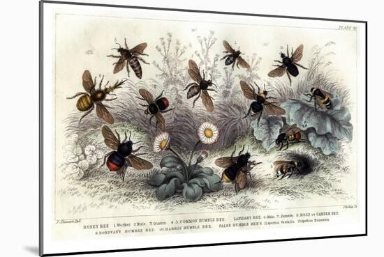 Study of Different Bees, Engraved J. Bishop-Julius Stewart-Mounted Giclee Print