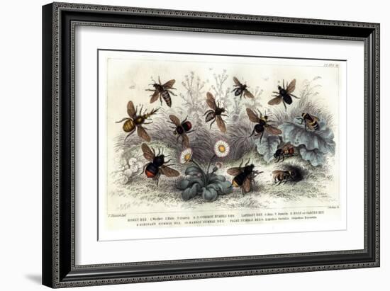 Study of Different Bees, Engraved J. Bishop-Julius Stewart-Framed Giclee Print