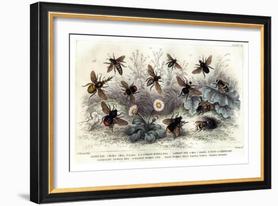 Study of Different Bees, Engraved J. Bishop-Julius Stewart-Framed Giclee Print