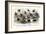 Study of Different Bees, Engraved J. Bishop-Julius Stewart-Framed Giclee Print