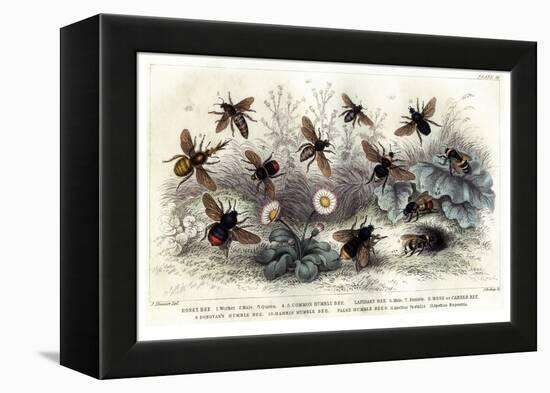 Study of Different Bees, Engraved J. Bishop-Julius Stewart-Framed Premier Image Canvas