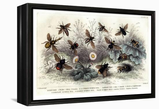 Study of Different Bees, Engraved J. Bishop-Julius Stewart-Framed Premier Image Canvas