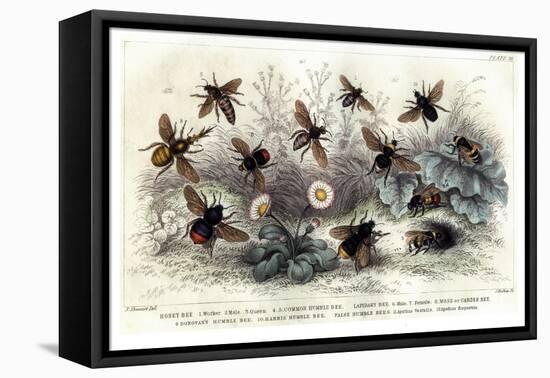 Study of Different Bees, Engraved J. Bishop-Julius Stewart-Framed Premier Image Canvas