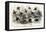 Study of Different Bees, Engraved J. Bishop-Julius Stewart-Framed Premier Image Canvas