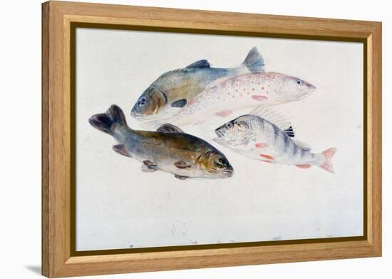 Study of Fish: Two Tench, a Trout and a Perch, C1822-1824-J. M. W. Turner-Framed Premier Image Canvas