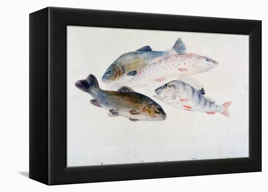 Study of Fish: Two Tench, a Trout and a Perch, C1822-1824-J. M. W. Turner-Framed Premier Image Canvas