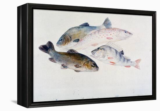 Study of Fish: Two Tench, a Trout and a Perch, C1822-1824-J. M. W. Turner-Framed Premier Image Canvas