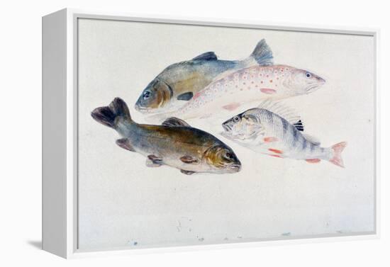 Study of Fish: Two Tench, a Trout and a Perch, C1822-1824-J. M. W. Turner-Framed Premier Image Canvas
