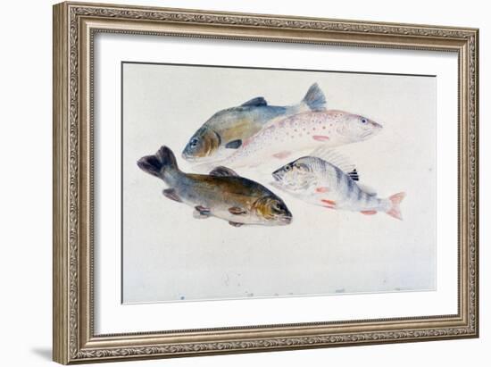 Study of Fish: Two Tench, a Trout and a Perch, C1822-1824-J. M. W. Turner-Framed Giclee Print