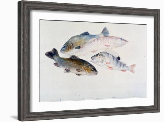 Study of Fish: Two Tench, a Trout and a Perch, C1822-1824-J. M. W. Turner-Framed Giclee Print