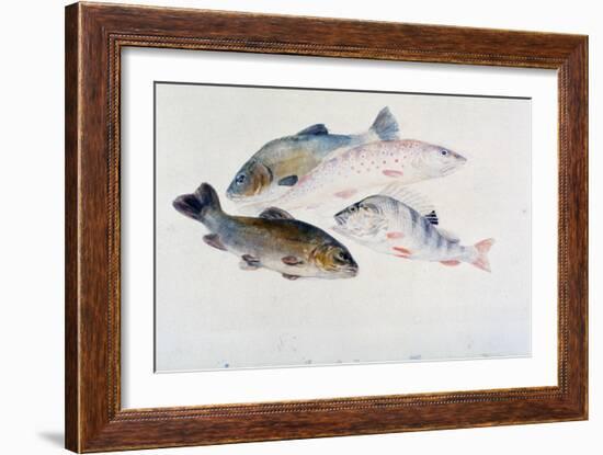 Study of Fish: Two Tench, a Trout and a Perch, C1822-1824-J. M. W. Turner-Framed Giclee Print