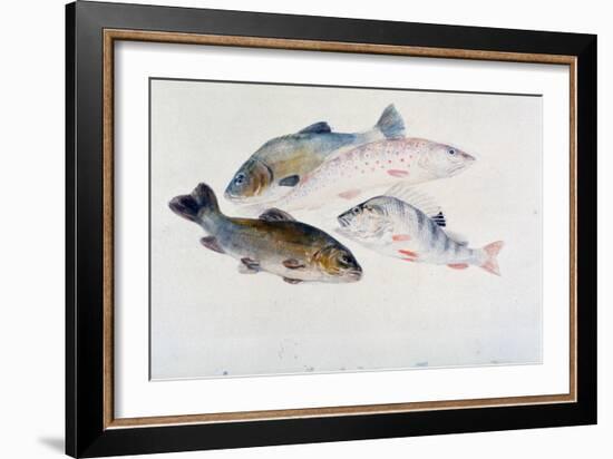 Study of Fish: Two Tench, a Trout and a Perch, C1822-1824-J. M. W. Turner-Framed Giclee Print