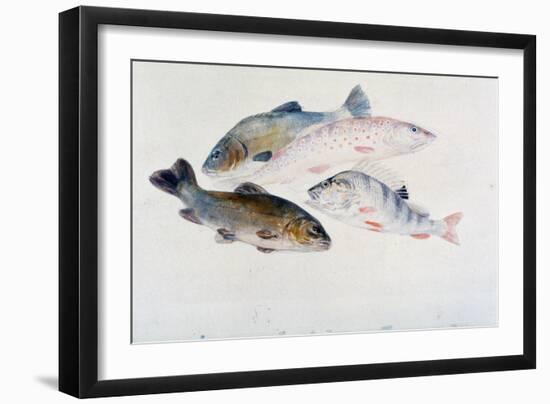 Study of Fish: Two Tench, a Trout and a Perch, C1822-1824-J. M. W. Turner-Framed Giclee Print