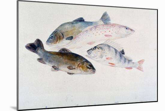 Study of Fish: Two Tench, a Trout and a Perch, C1822-1824-J. M. W. Turner-Mounted Giclee Print