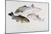 Study of Fish: Two Tench, a Trout and a Perch, C1822-1824-J. M. W. Turner-Mounted Giclee Print