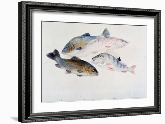 Study of Fish: Two Tench, a Trout and a Perch, C1822-1824-J. M. W. Turner-Framed Giclee Print