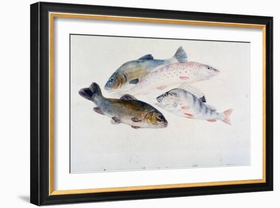 Study of Fish: Two Tench, a Trout and a Perch, C1822-1824-J. M. W. Turner-Framed Giclee Print