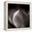 Study of Flower Bud-Edoardo Pasero-Framed Premier Image Canvas