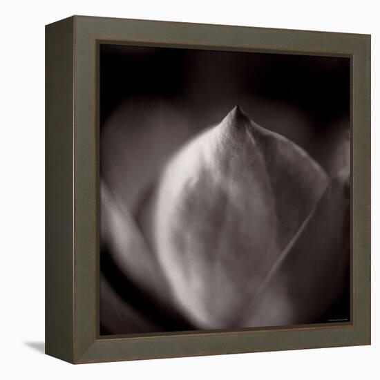 Study of Flower Bud-Edoardo Pasero-Framed Premier Image Canvas