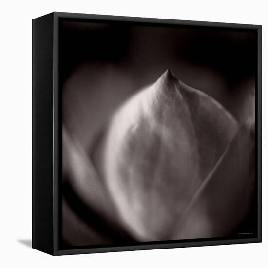 Study of Flower Bud-Edoardo Pasero-Framed Premier Image Canvas