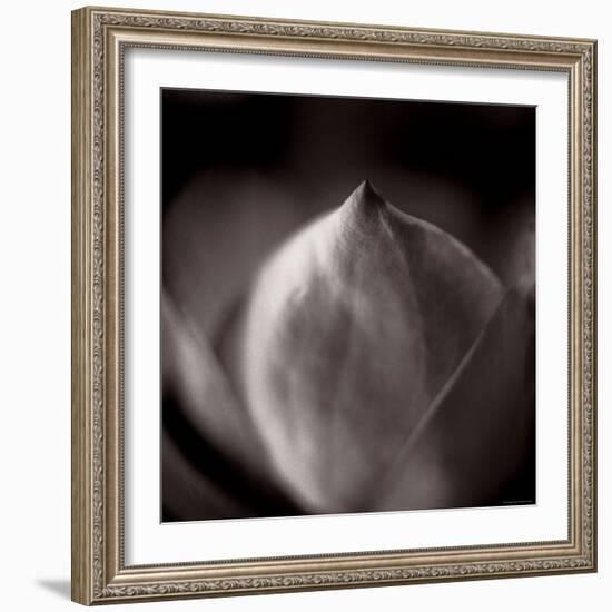 Study of Flower Bud-Edoardo Pasero-Framed Photographic Print