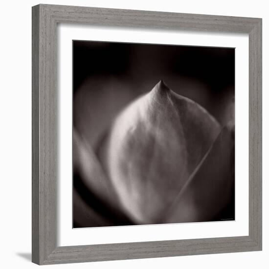 Study of Flower Bud-Edoardo Pasero-Framed Photographic Print