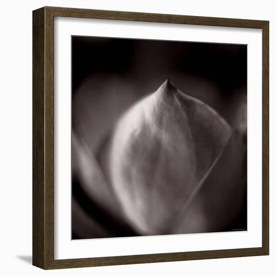 Study of Flower Bud-Edoardo Pasero-Framed Photographic Print