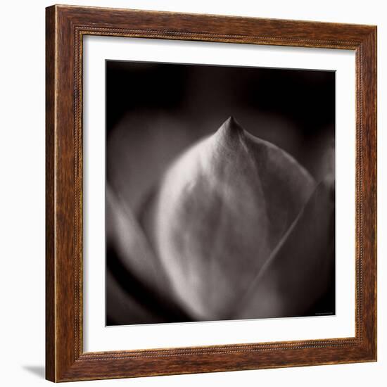 Study of Flower Bud-Edoardo Pasero-Framed Photographic Print