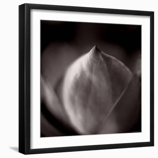 Study of Flower Bud-Edoardo Pasero-Framed Photographic Print