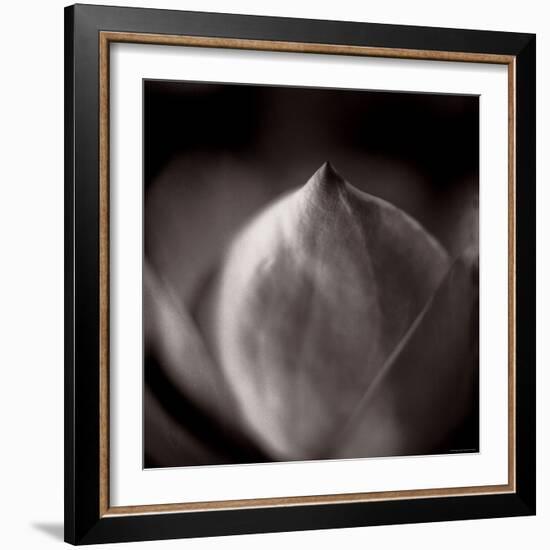 Study of Flower Bud-Edoardo Pasero-Framed Photographic Print