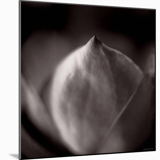 Study of Flower Bud-Edoardo Pasero-Mounted Photographic Print