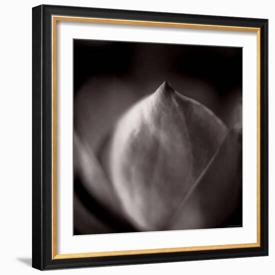 Study of Flower Bud-Edoardo Pasero-Framed Photographic Print