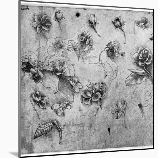 Study of Flowers, C1481-1483-Leonardo da Vinci-Mounted Giclee Print