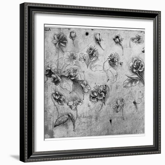 Study of Flowers, C1481-1483-Leonardo da Vinci-Framed Giclee Print