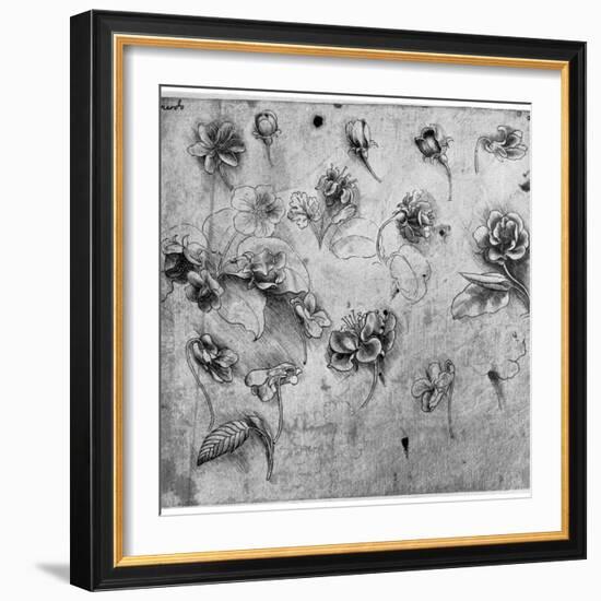 Study of Flowers, C1481-1483-Leonardo da Vinci-Framed Giclee Print