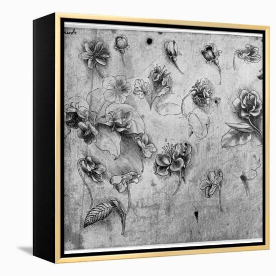 Study of Flowers, C1481-1483-Leonardo da Vinci-Framed Premier Image Canvas