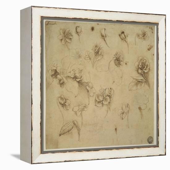 Study of Flowers-Leonardo da Vinci-Framed Premier Image Canvas