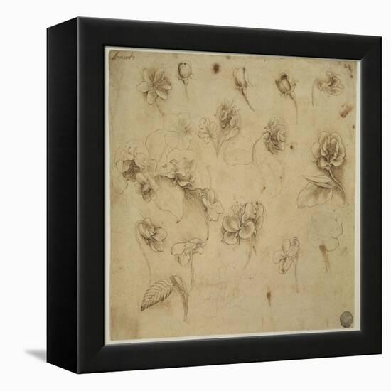 Study of Flowers-Leonardo da Vinci-Framed Premier Image Canvas