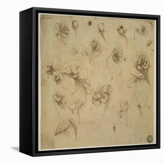 Study of Flowers-Leonardo da Vinci-Framed Premier Image Canvas