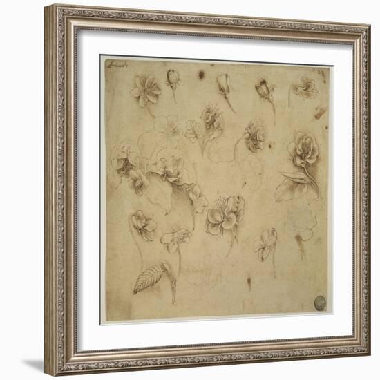 Study of Flowers-Leonardo da Vinci-Framed Giclee Print