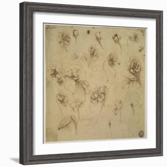 Study of Flowers-Leonardo da Vinci-Framed Giclee Print