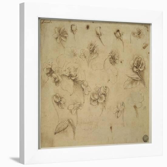 Study of Flowers-Leonardo da Vinci-Framed Giclee Print