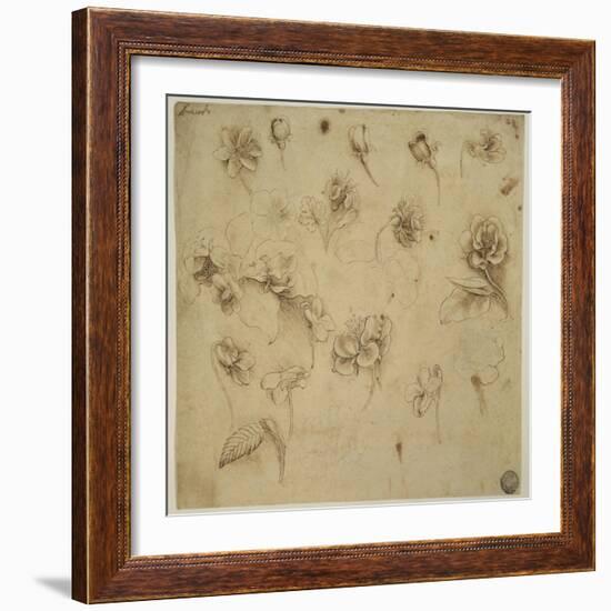 Study of Flowers-Leonardo da Vinci-Framed Giclee Print