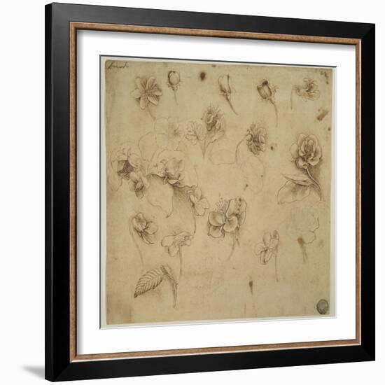 Study of Flowers-Leonardo da Vinci-Framed Giclee Print