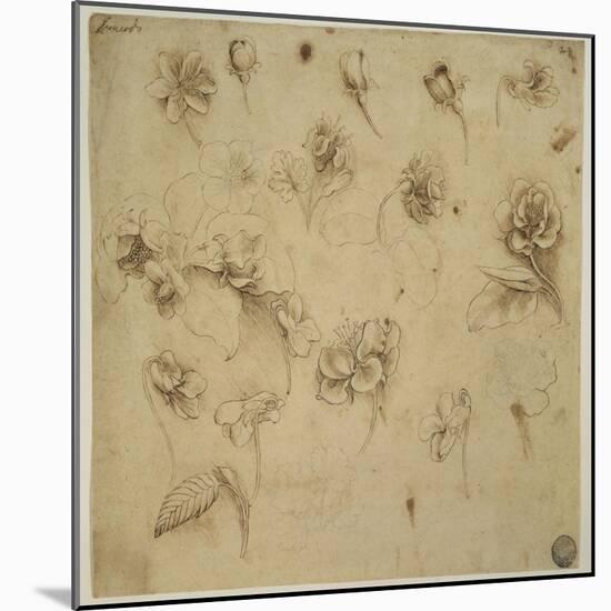 Study of Flowers-Leonardo da Vinci-Mounted Giclee Print