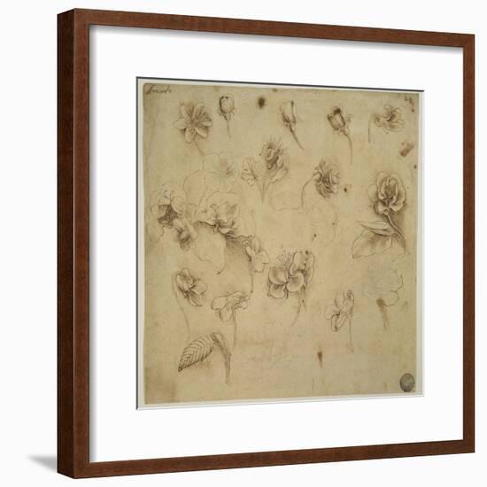 Study of Flowers-Leonardo da Vinci-Framed Giclee Print