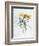 Study of Four Species of Crocus-Georg Dionysius Ehret-Framed Giclee Print