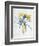 Study of Four Species of Crocus-Georg Dionysius Ehret-Framed Giclee Print