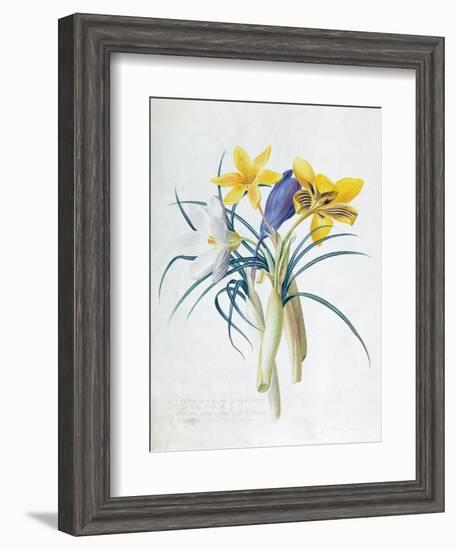 Study of Four Species of Crocus-Georg Dionysius Ehret-Framed Giclee Print