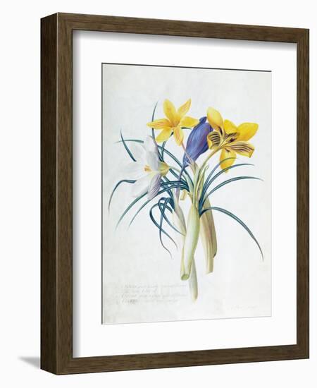 Study of Four Species of Crocus-Georg Dionysius Ehret-Framed Giclee Print